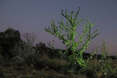 Artotheque de l'aisne newsletter _ ARBRE LICHEN-RASE DAVID